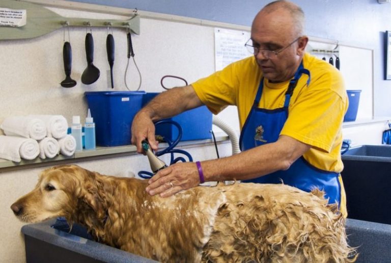 Starting a Career as a Dog Groomer