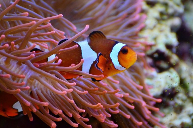 How to Become a Marine Biologist 3