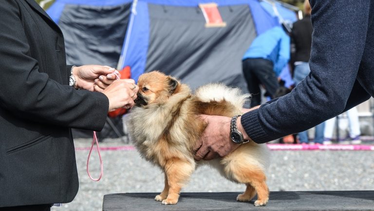 How to Make Money as a Dog Show Handler 3