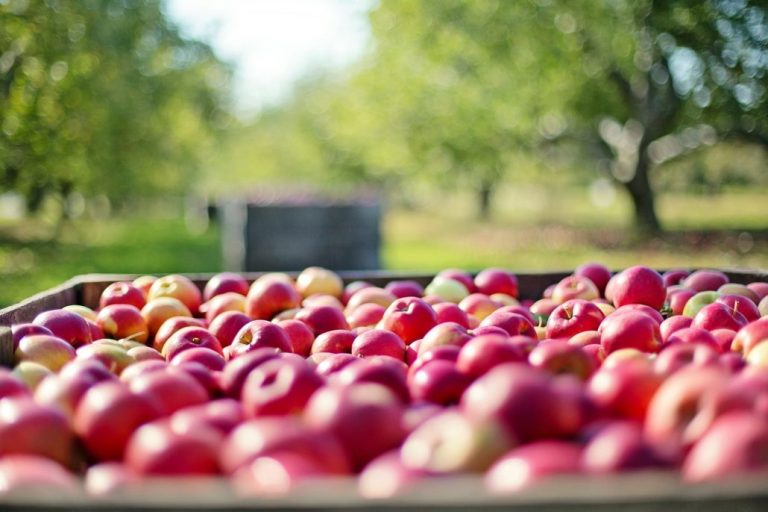 How To Start An Orchard: 3 Helpful Tips 10