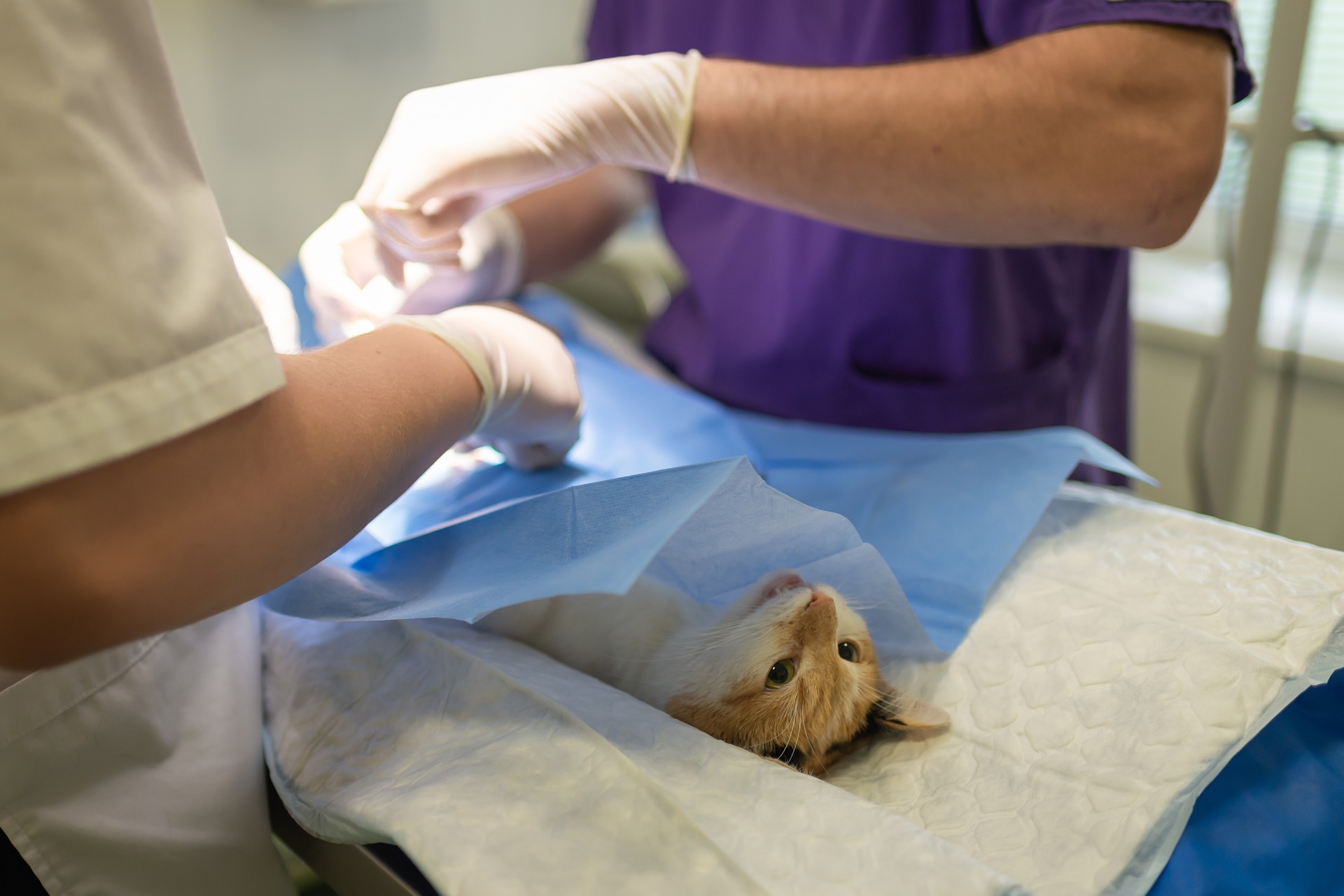 How to Get a Job as a Veterinary Surgeon 5