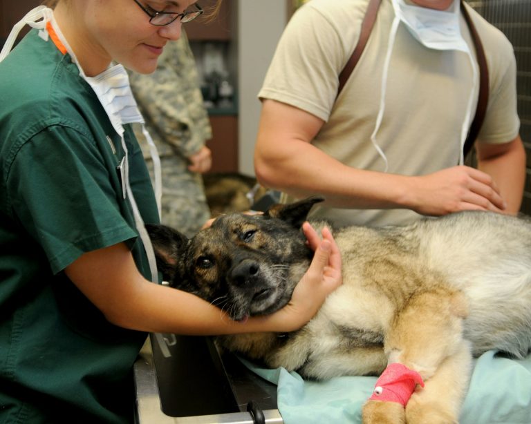 Start A Career As A Veterinary Technician 5