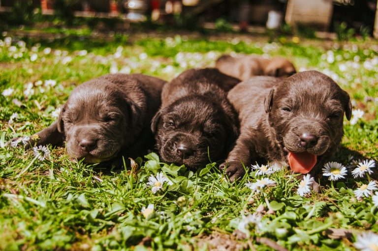 Job Description: Dog Breeder 2