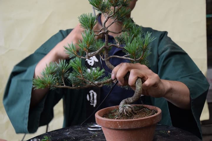 Learn the Art of Bonsai: Check Out These Free Online Courses