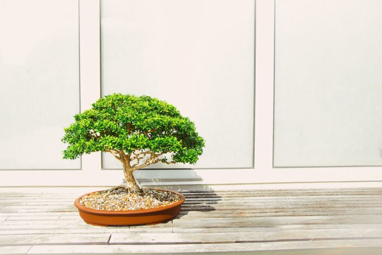 Learn the Art of Bonsai: Check Out These Free Online Courses 12