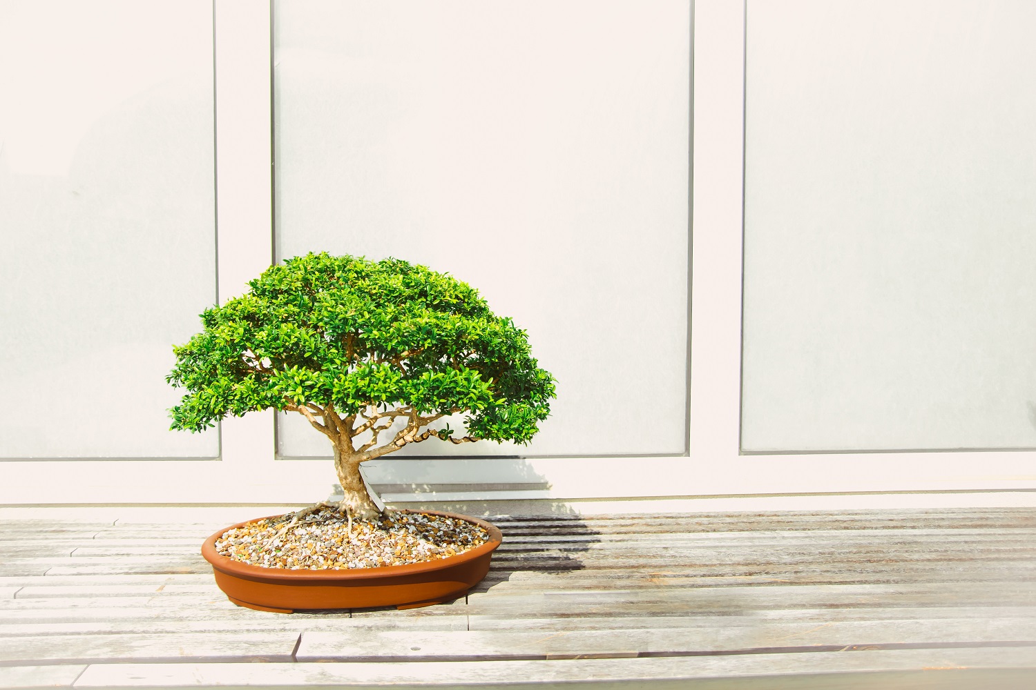 Learn the Art of Bonsai: Check Out These Free Online Courses 15